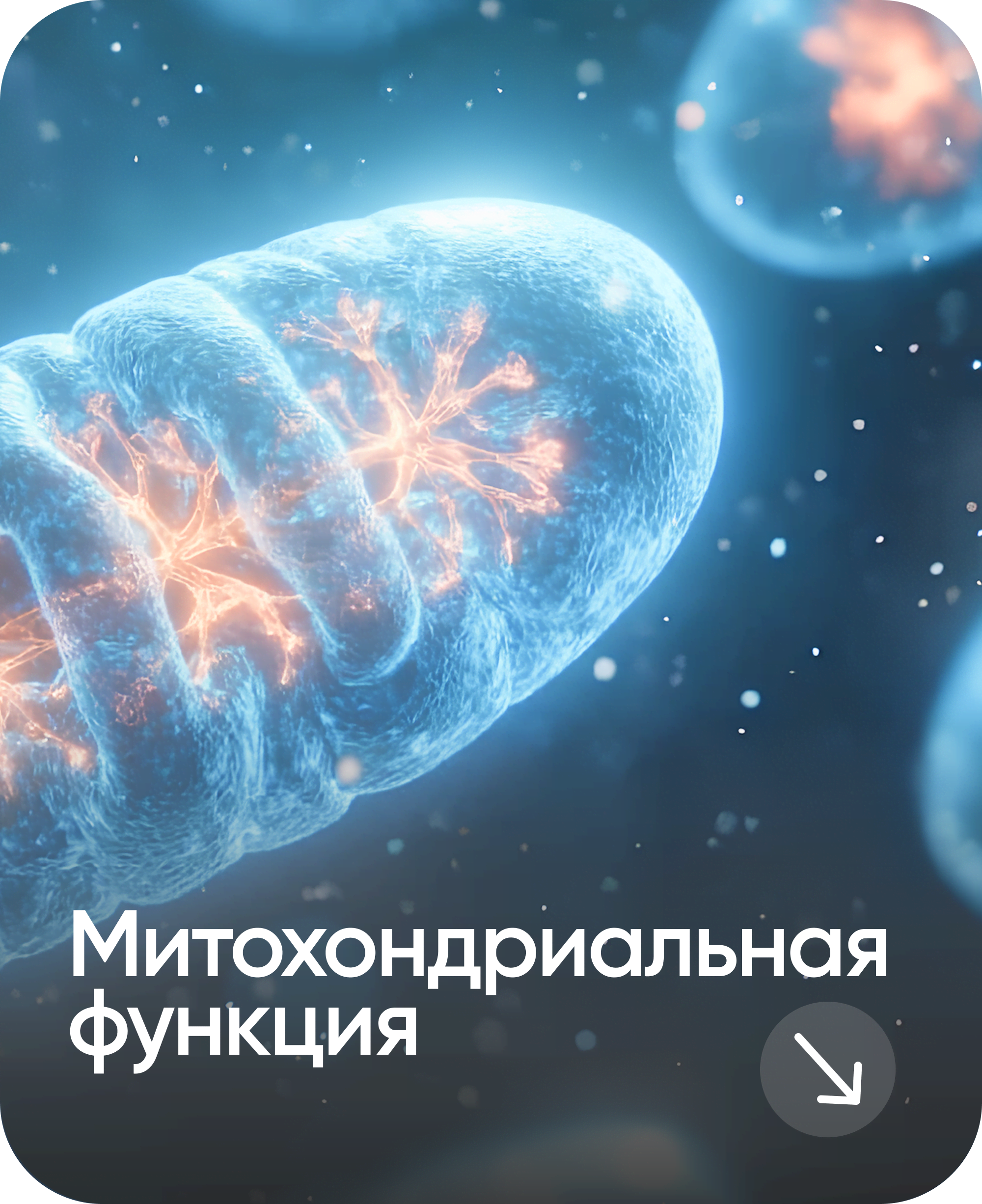 Митохондриальная функция