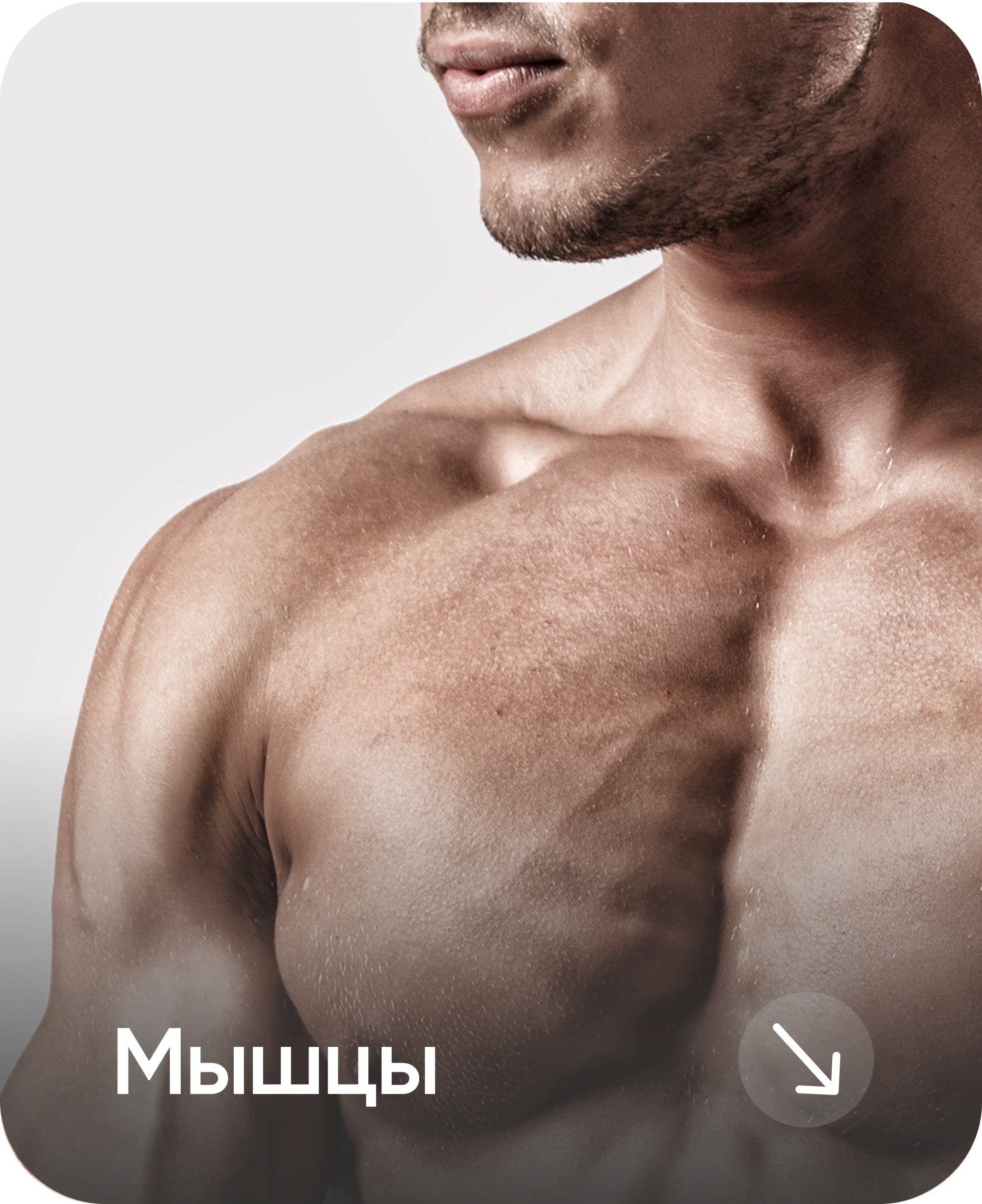 Мышцы