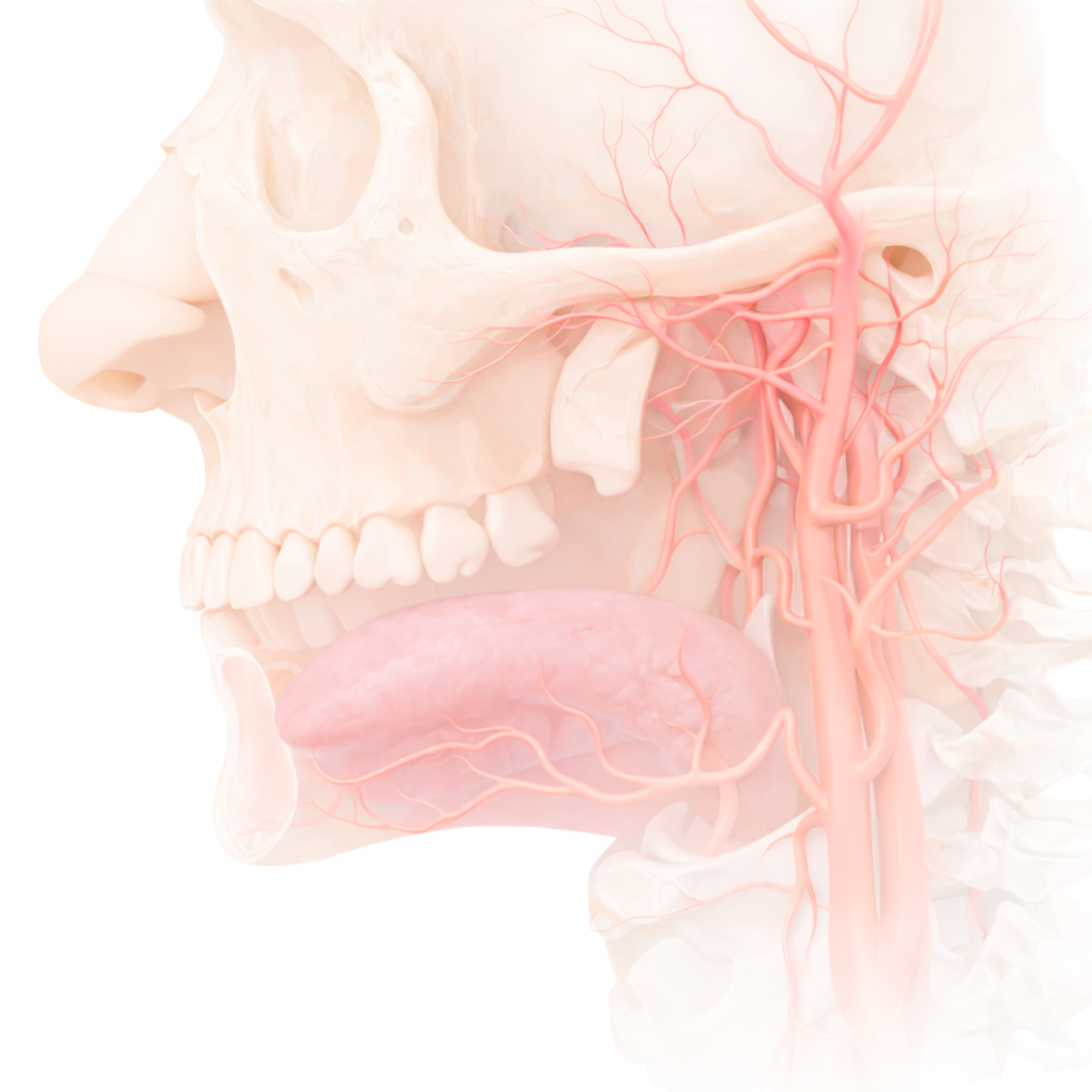 Механизм действия сублингвальной доставки