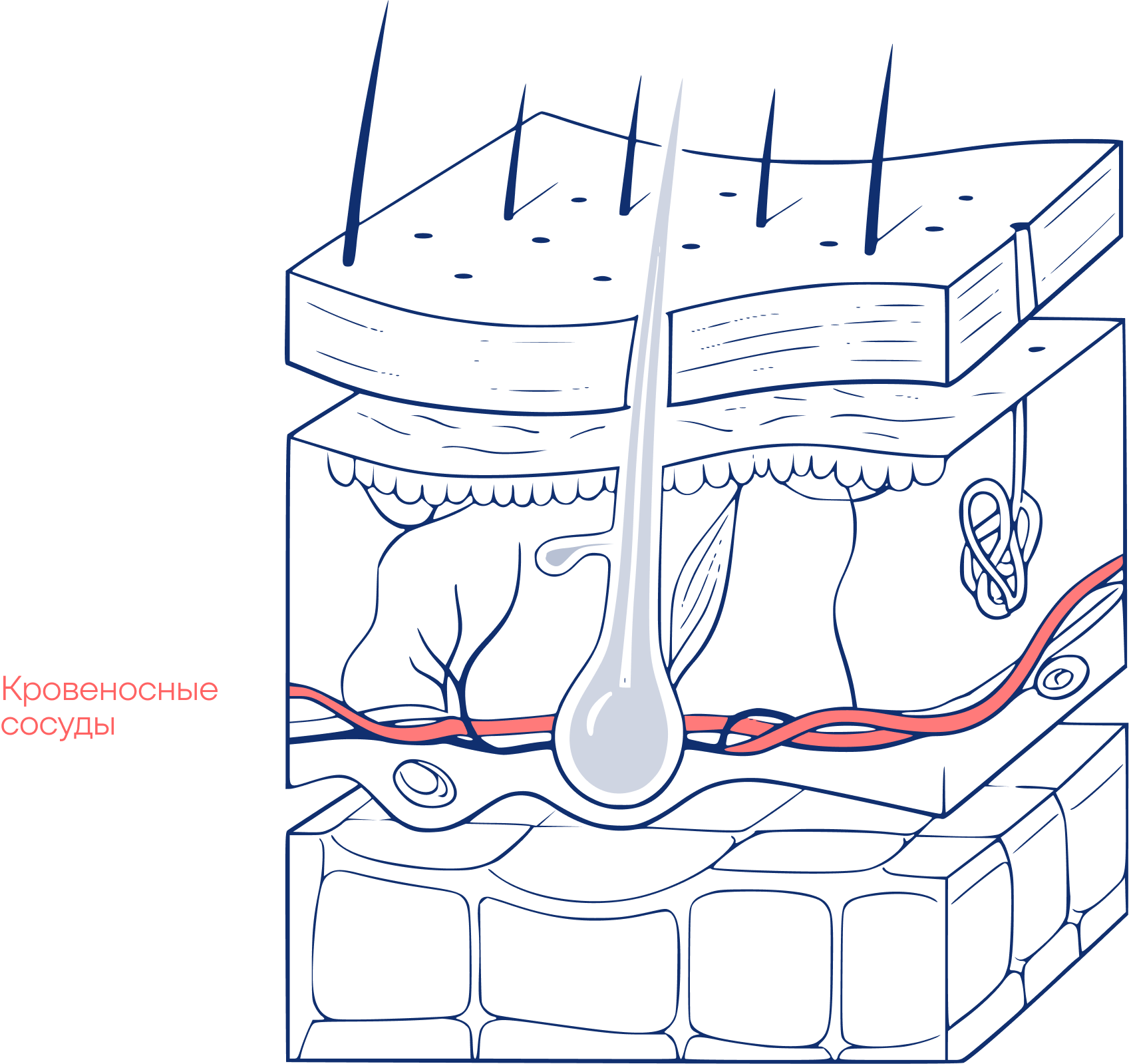 Схема проникновения через слои кожи