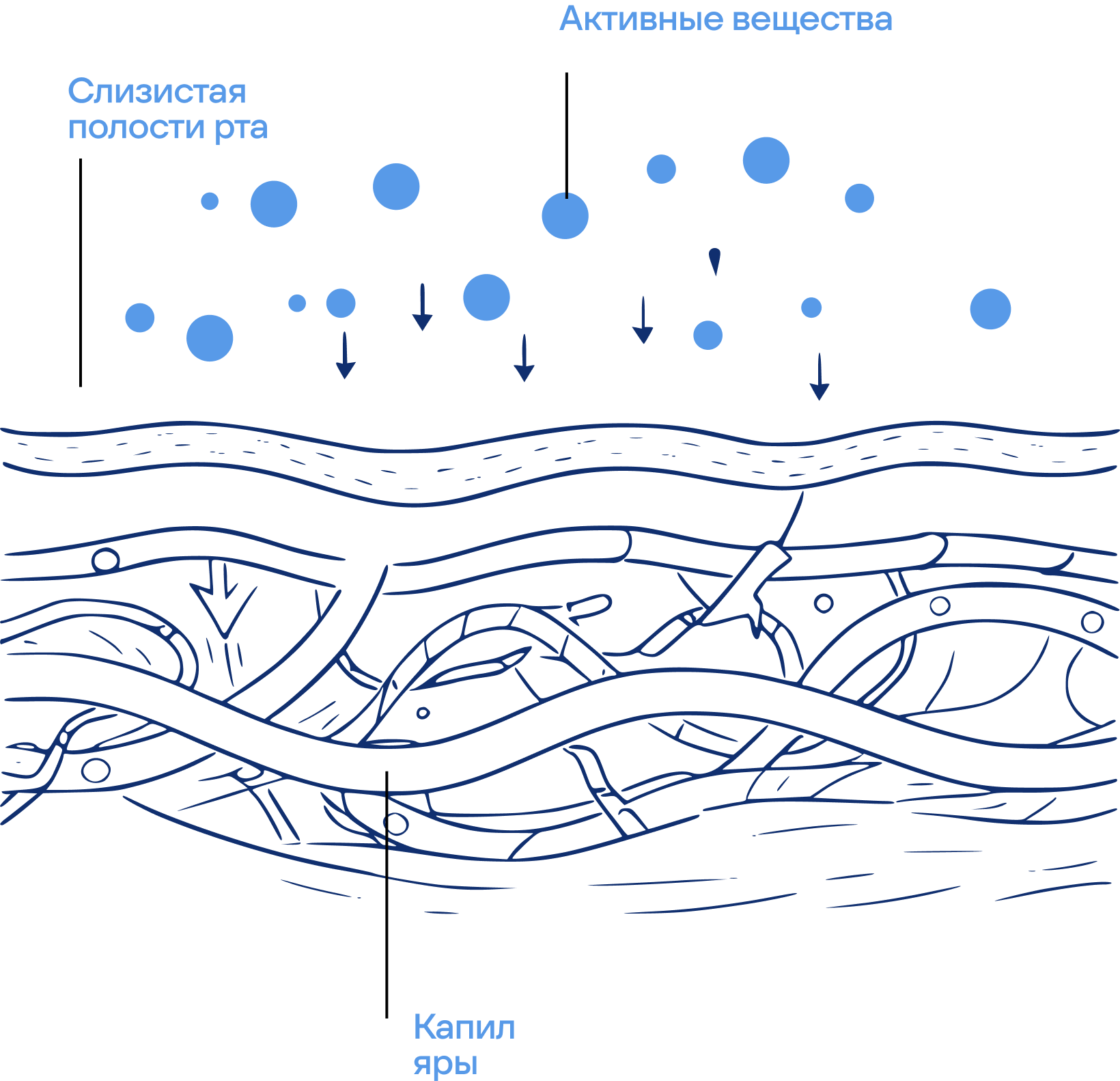 Механизм действия троше